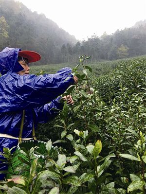 茶農(nóng)采摘茶葉