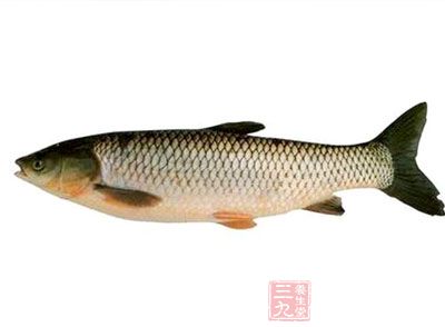 青魚中除含有蛋白質(zhì)、脂肪外