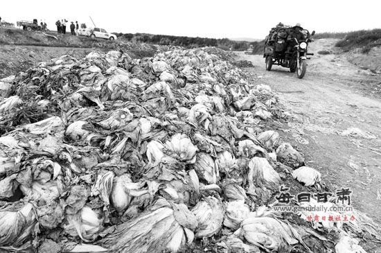 在榆中縣彭家營等地，大量滯銷蔬菜被傾倒路邊、河溝。蘭州晨報首席記者裴強(qiáng)攝