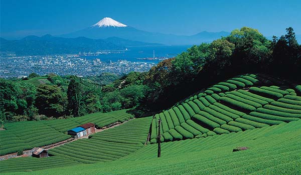 日本茶·靜岡縣茶園