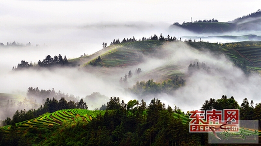 福建周寧茶山