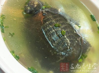 甲魚(yú)含有豐富的優(yōu)質(zhì)蛋白質(zhì)、氨基酸、礦物質(zhì)