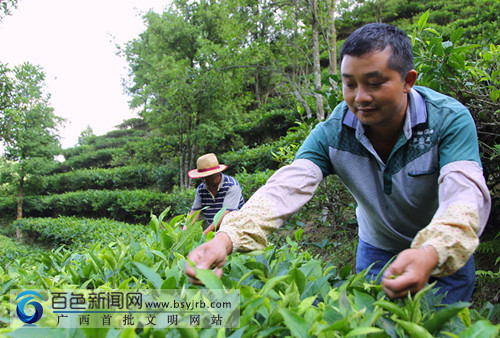 凌云夏茶產(chǎn)量高 茶農(nóng)采摘加工忙