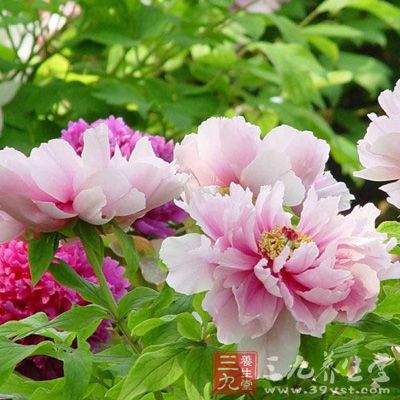 養(yǎng)花怡神