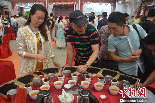 中國百年紅茶“坦洋工夫”發(fā)祥地福建福安“斗茶品茗”